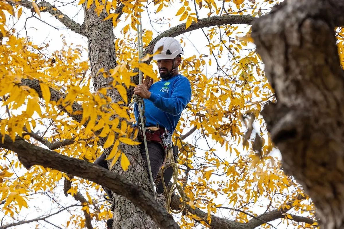 Skilled Tree Pruning crew working in Ramseur